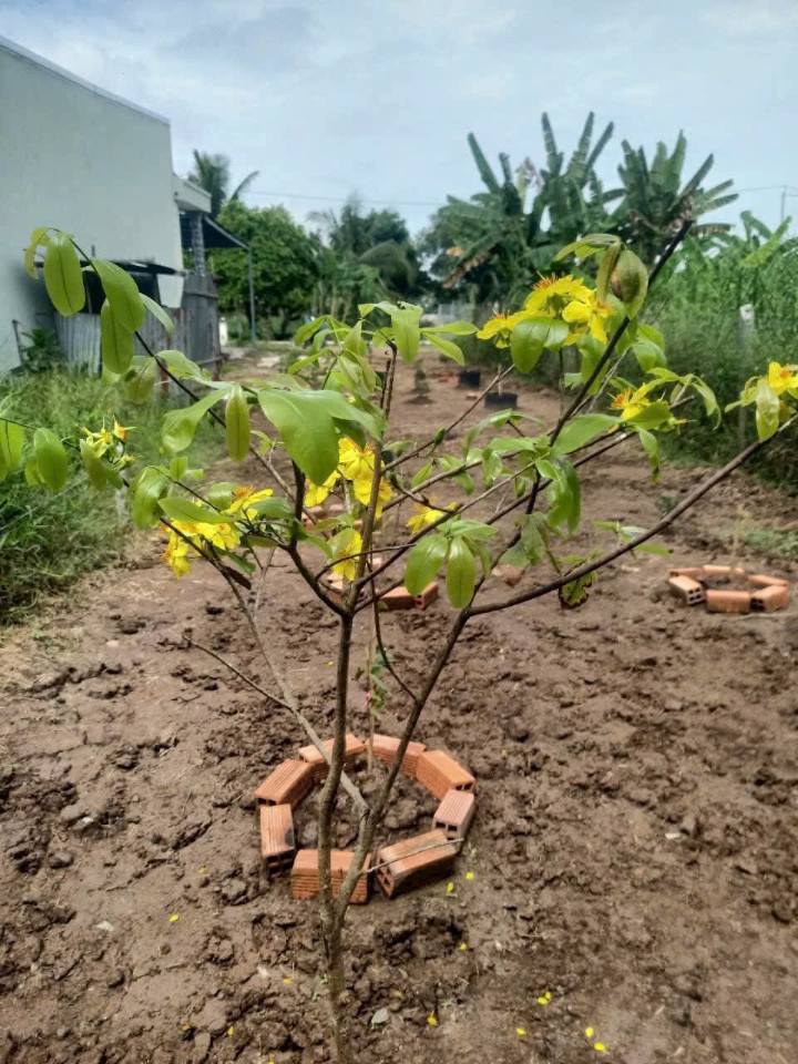 Đất mặt tiền Thạnh Lộc nở lộc, ô tô tới đất