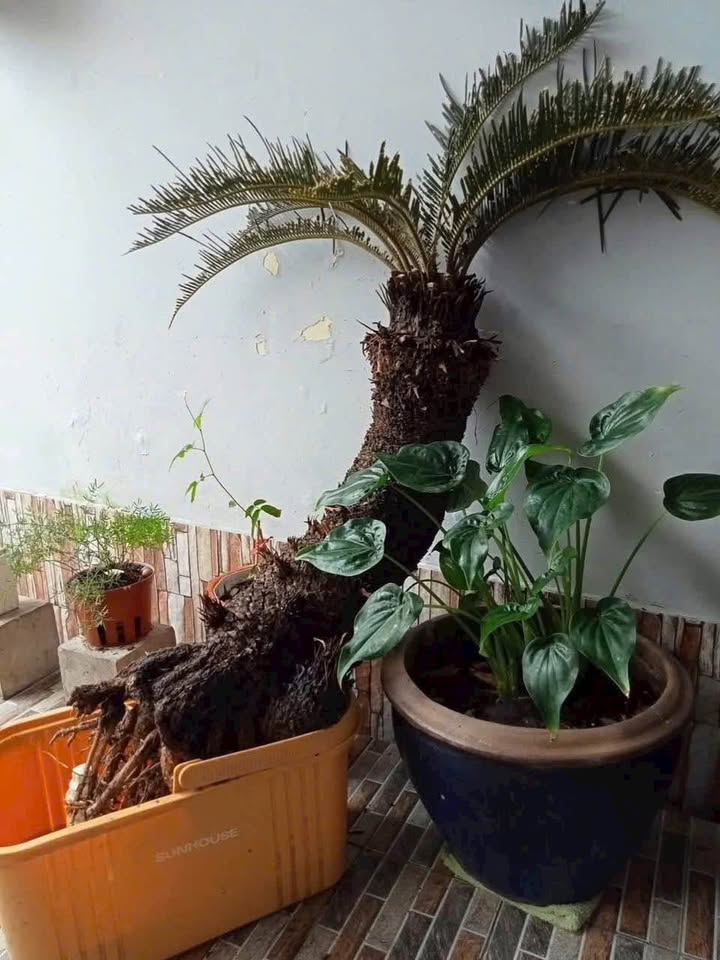 Nhà KDC Minh Châu 1,09 tỷ, hướng Đông Bắc, sẵn sân xe, 2 phòng ngủ - Sóc Trăng