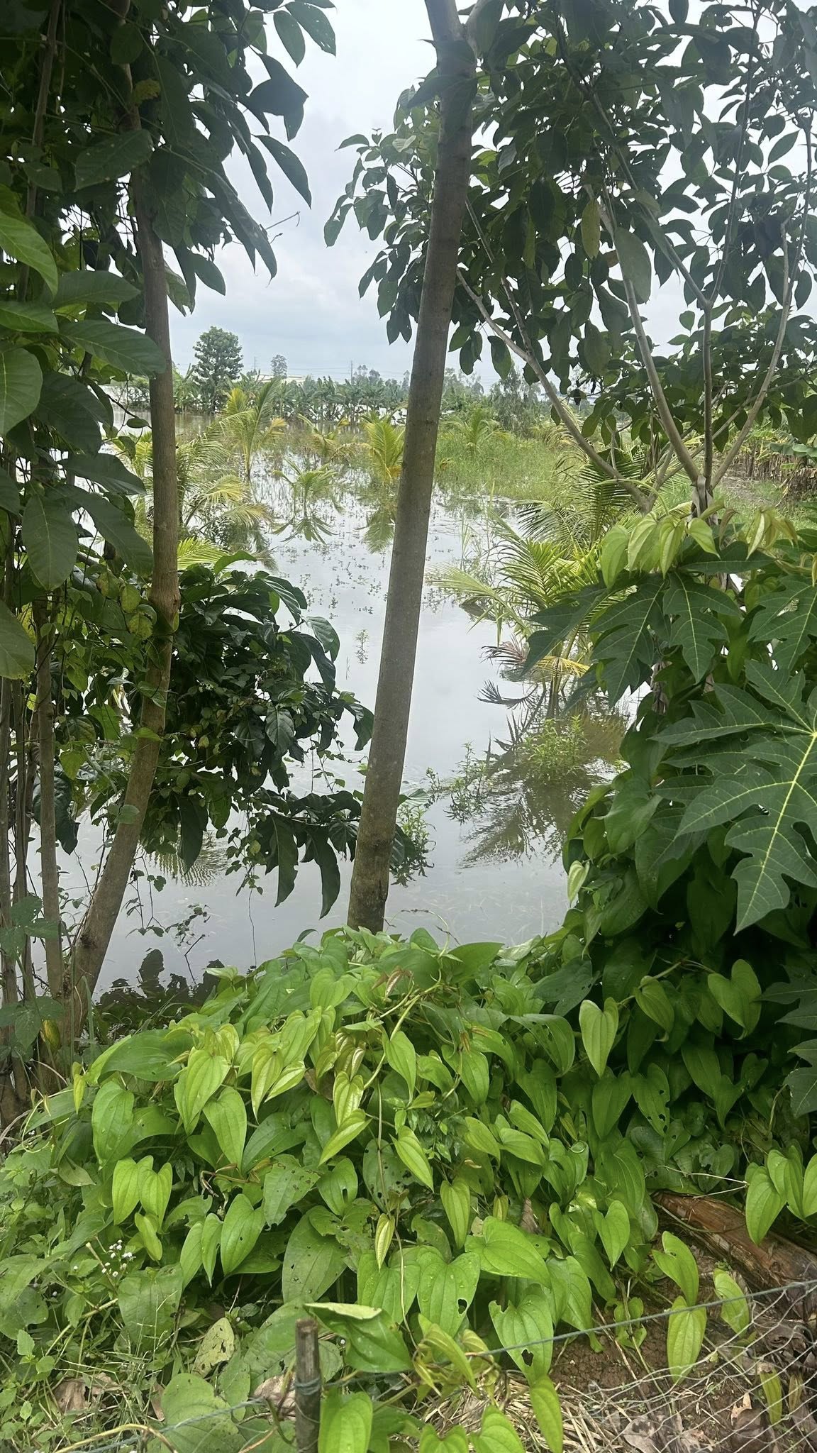 Bán đất ruộng rộng mặt tiền 30m, lộ đá 3,5m tại Lấp Vò, Đồng Tháp