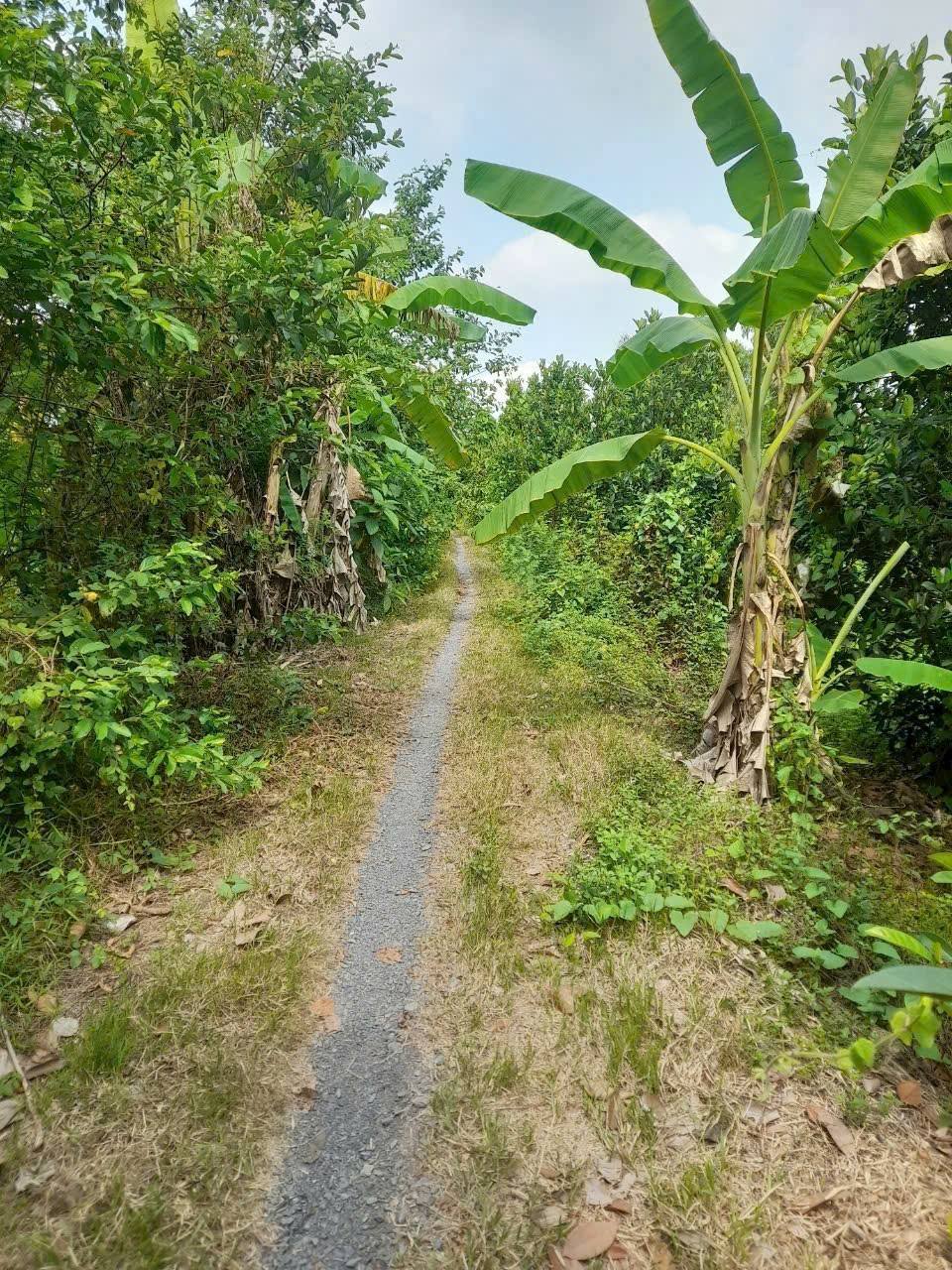 Đất vườn lúa nước view sông 1333m2, giá hời 580 triệu tại Lai Vung, Đồng Tháp