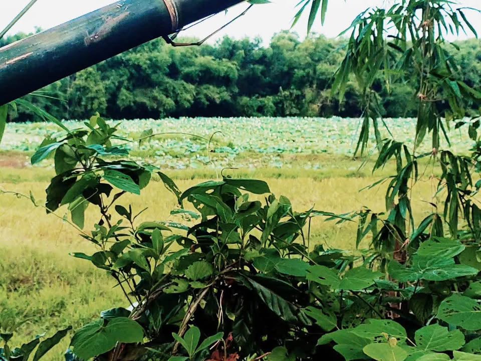 Đất Huế 1345m² hai mặt tiền, ô tô vi vu, sổ hồng sẵn sàng