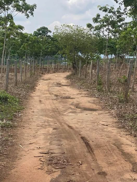 Bán đất thổ cư phường Ngô Mây, Kon Tum, diện tích 5m x 50m, giá chỉ 108 triệu