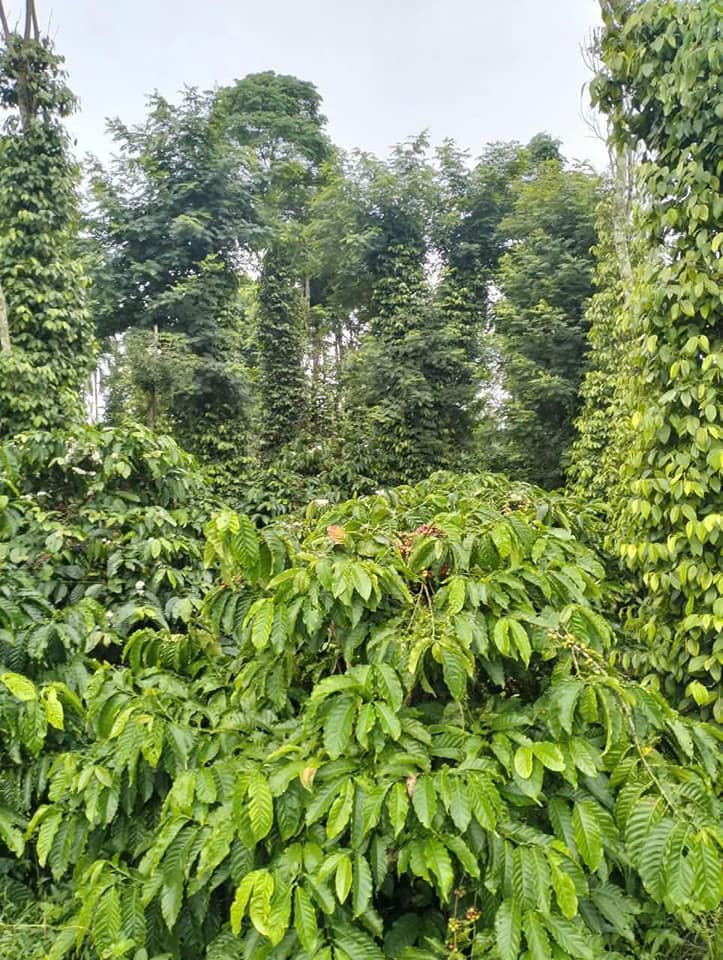 Bán đất nền thổ cư Đắk Lắk - 3.2 sào, giá tốt