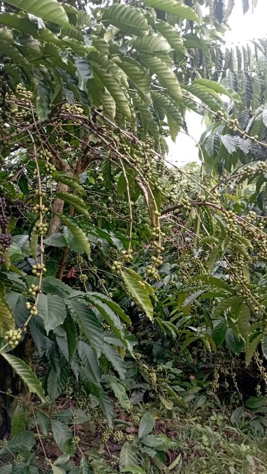 1,2 ha rẫy cà phê triền đẹp, nguồn thu mạnh tại Đắk Nông