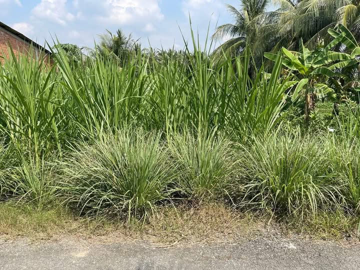 Đất nền 200m2 mặt tiền lộ nhựa, cơ hội đầu tư hấp dẫn