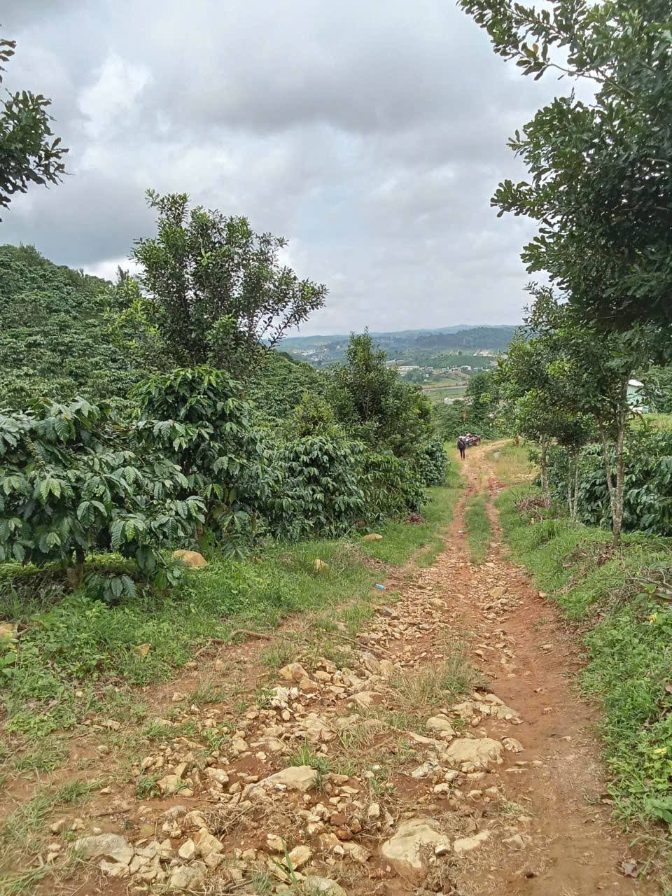 Chào mừng quý vị đến với miền đất hứa tại Đắk Lắk, nơi thiên nhiên trù phú và tiềm năng sinh lời vượt trội