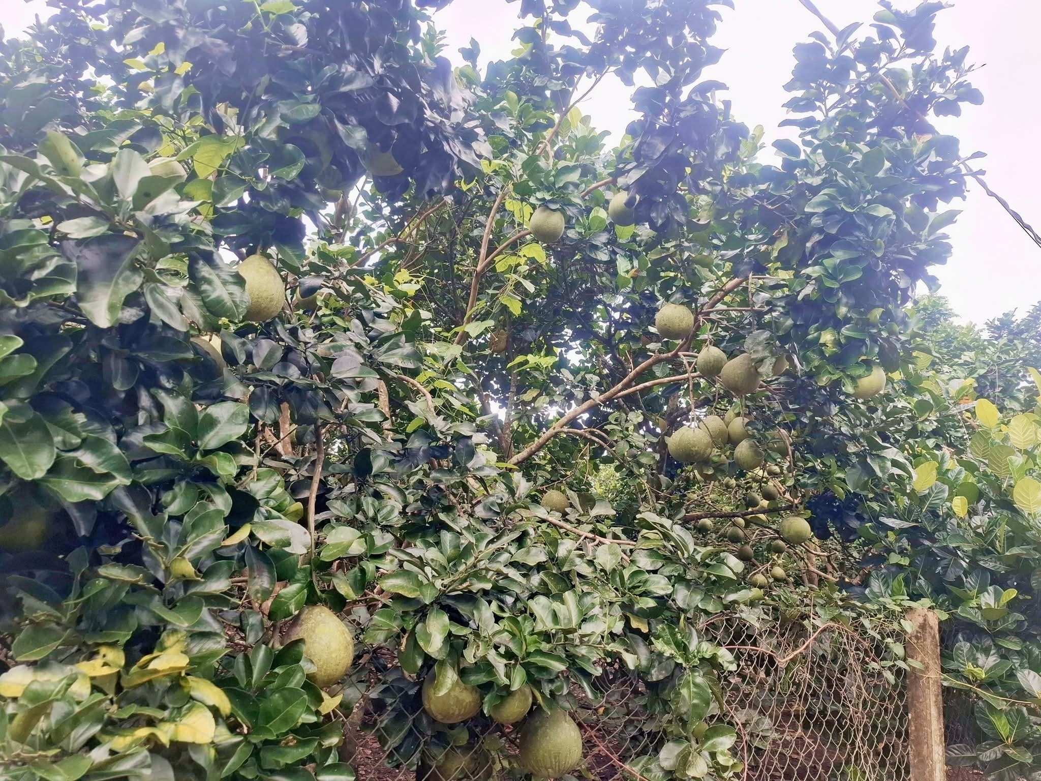 Đất vườn bưởi 500m2 sổ riêng tại Long Khánh