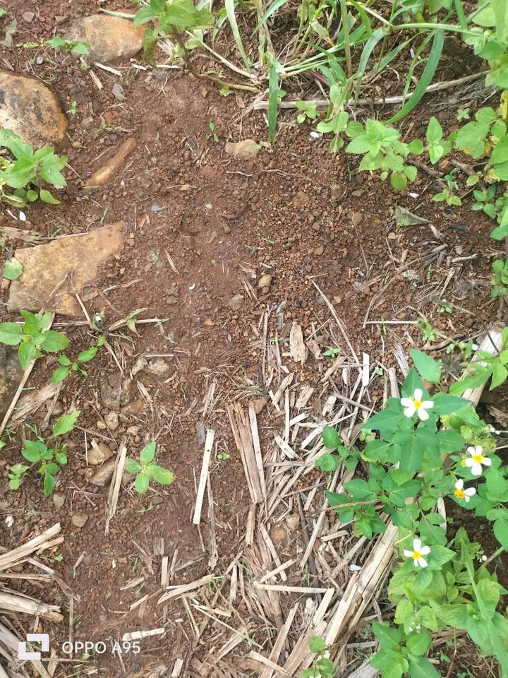 Đất đỏ bazan 2,4 ha Đăk Mil, giá chỉ 850 triệu, đầu tư là lời