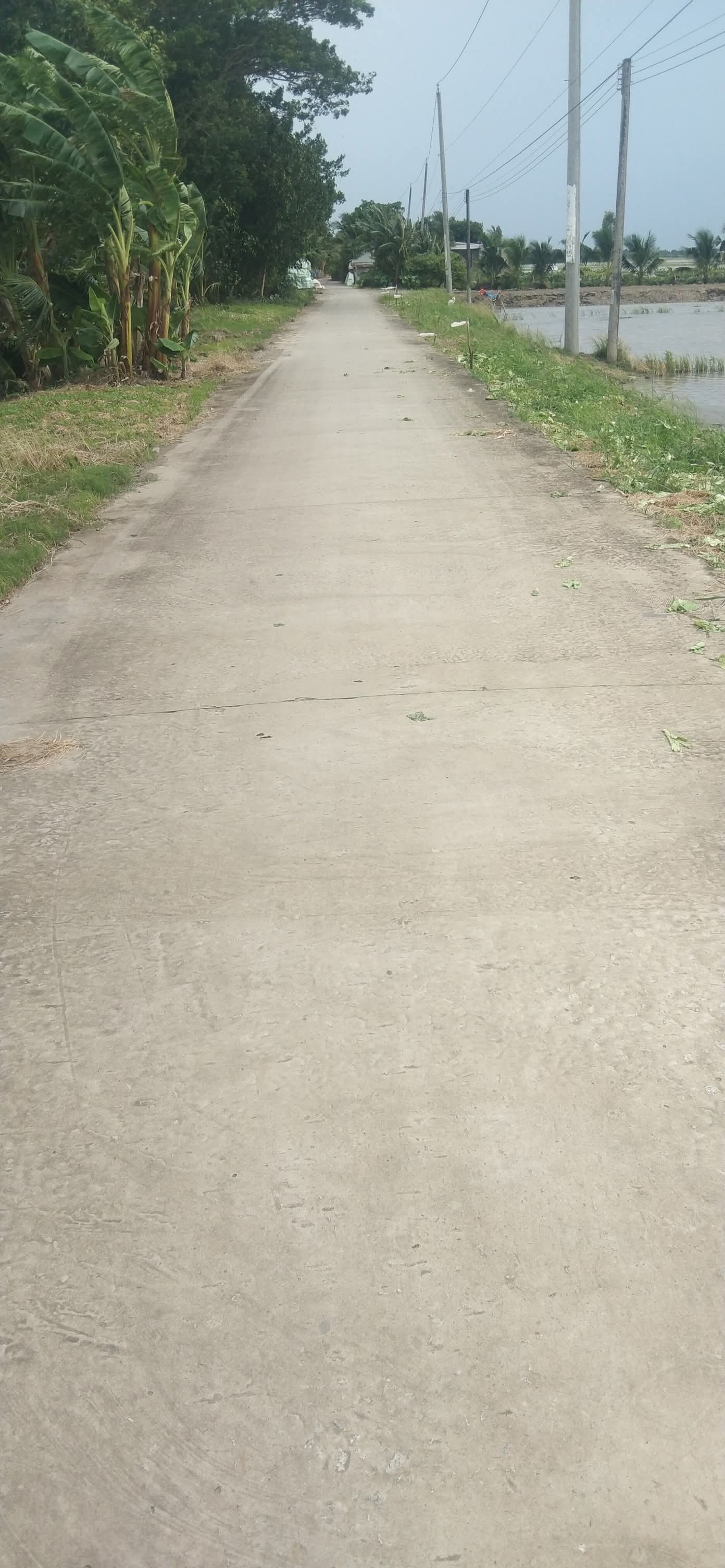 Mảnh đất lúa rộng lớn tại xã Thạnh Phú, huyện Cờ Đỏ, thành phố Cần Thơ