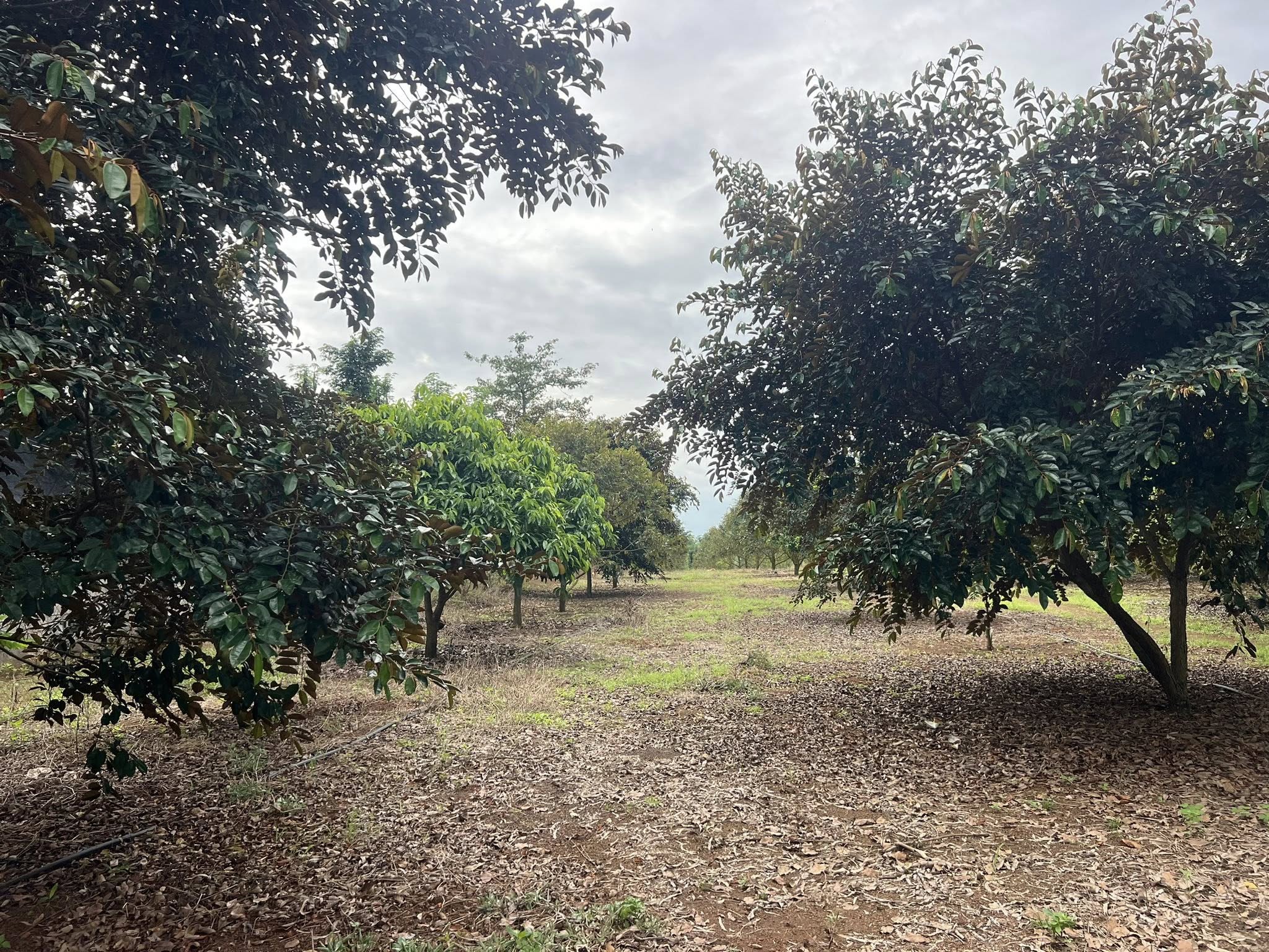 Bán đất vườn cây ăn trái xã Sông Ray, Đồng Nai, sổ hồng riêng