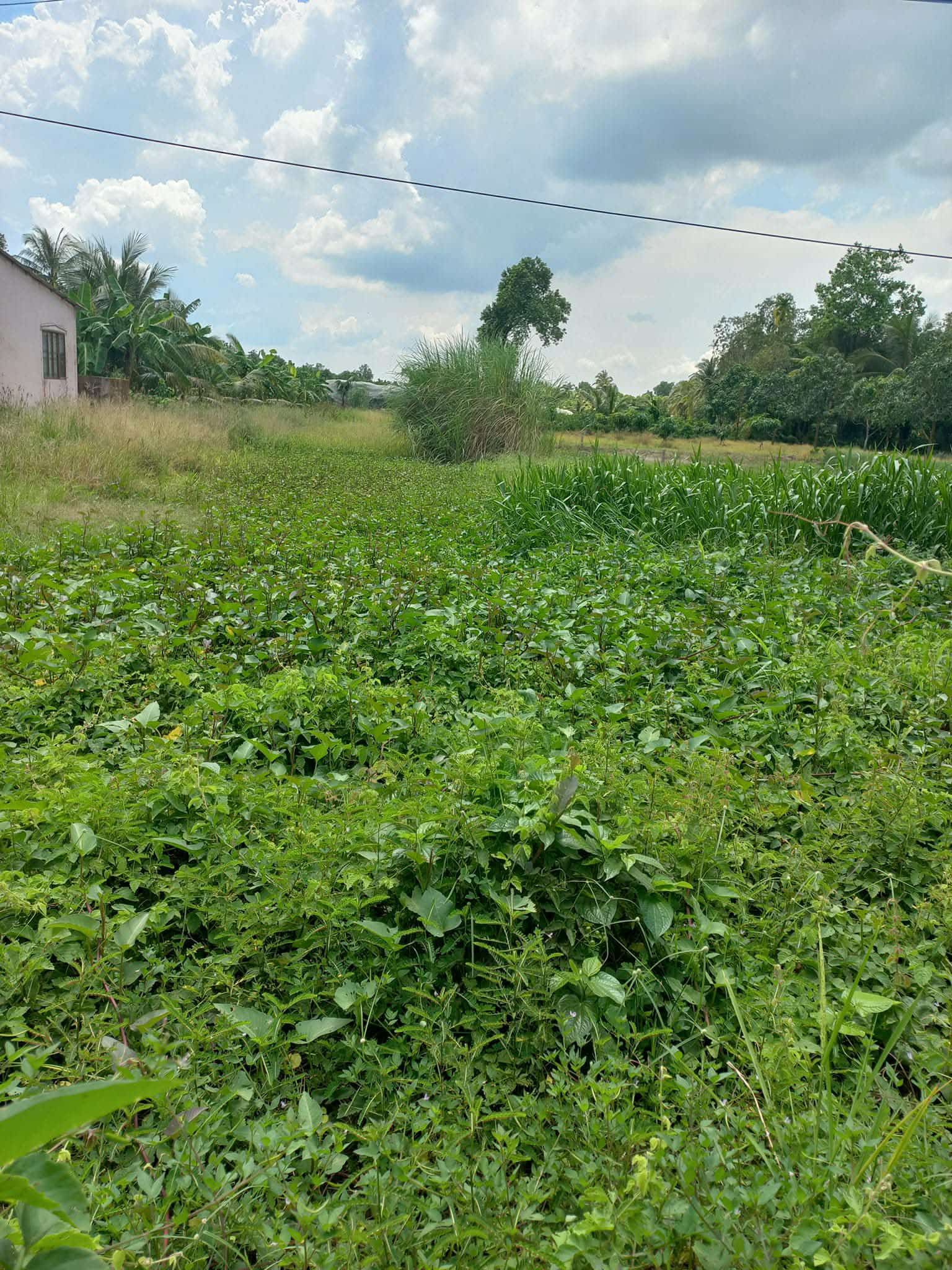 Biệt thự view sông Cần Thơ, 600m2, gần chợ, trường học