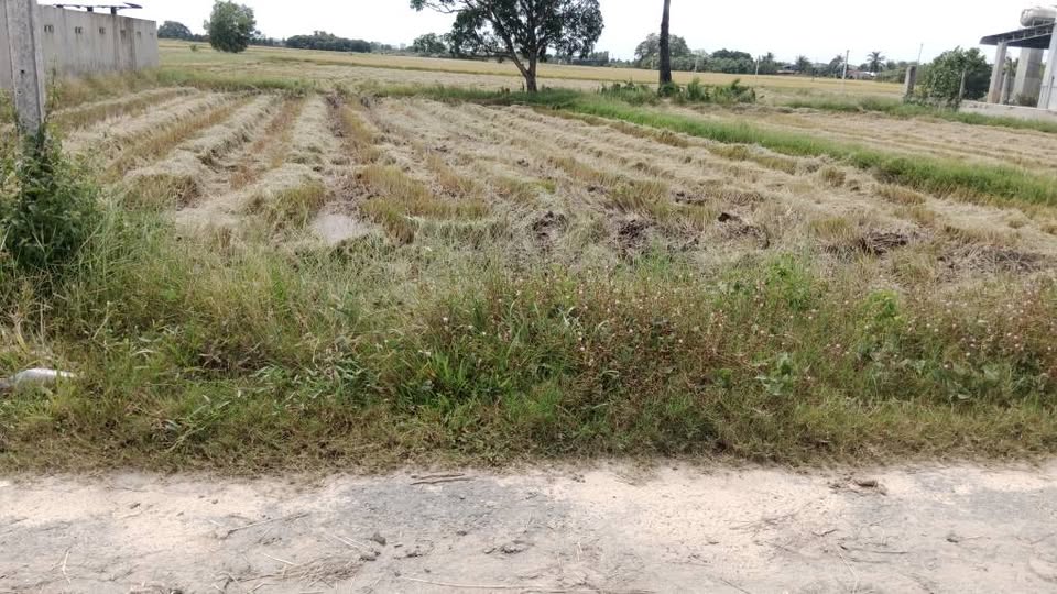 Bán đất Rừng Dầu Tiên Thuận, Bến Cầu - 5x38m, sổ đỏ thổ cư