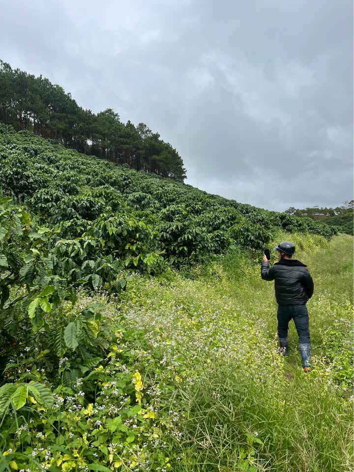 Đất cà phê 2,5 ha, kẹt tiền bán gấp, đường xe hơi tới tận nơi