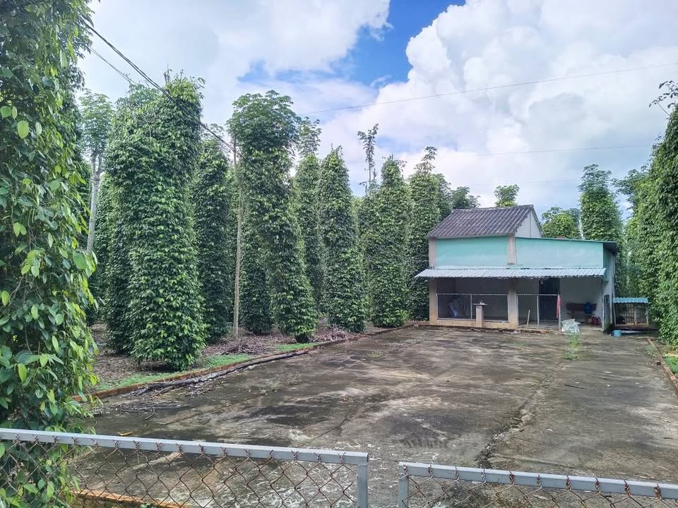 Bán vườn tiêu 7000m2 mặt tiền 101m đường nhựa tại Hòa Hội, Xuyên Mộc, Bà Rịa - Vũng Tàu