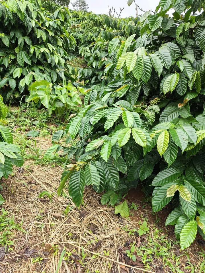 Bán gấp 2ha cafe hái ra tiền tại Lâm Đồng, giá chỉ 2,6 tỷ