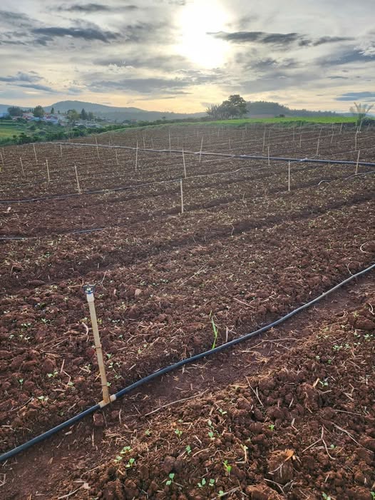 Đất vườn phù hợp an cư và phát triển nông nghiệp tại Đơn Dương, Lâm Đồng