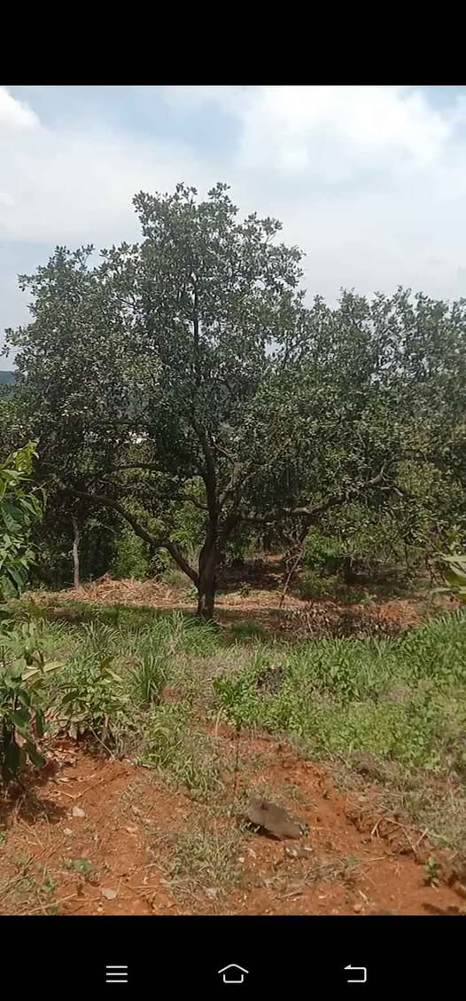 Chủ đất "mát tay" gửi bán lô đất điều rộng tới 2.2ha, tọa lạc ngay gần ngã ba Thạch Màng