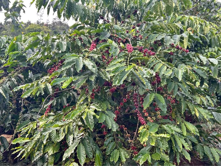 Bán gần 1ha đất cà phê, thu nhập ổn định tại Trường Xuân, Lâm Đồng