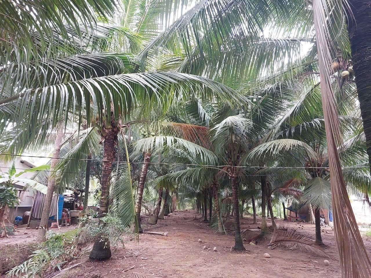 Cơ hội vàng sở hữu ngay 1.5 công đất vườn dừa trù phú tại An Hiệp, Bến Tre