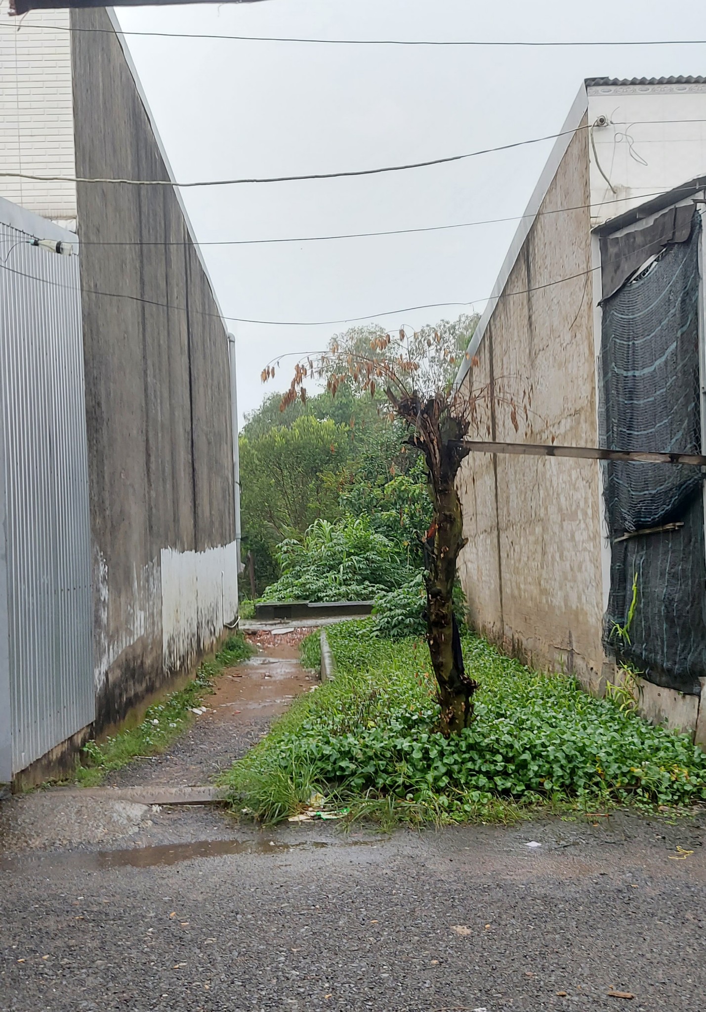 Bán nền mặt tiền chợ Dầu Bé, Định An, Lai Vung, Đồng Tháp