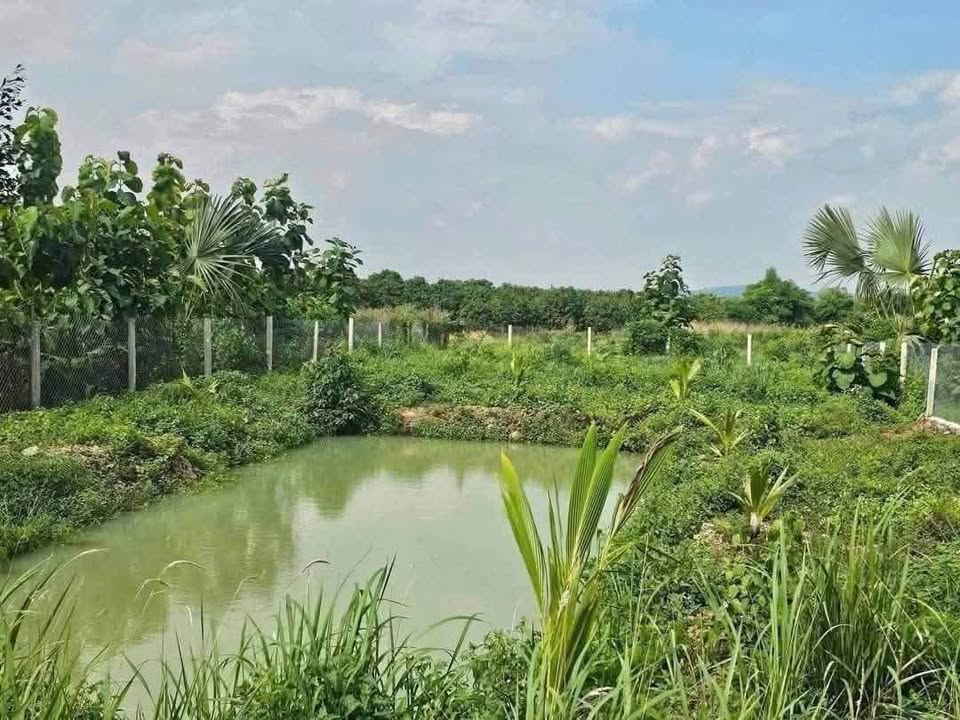 Bán đất vườn 1100m2 tại Định Quán, Đồng Nai, giá hời 550 triệu