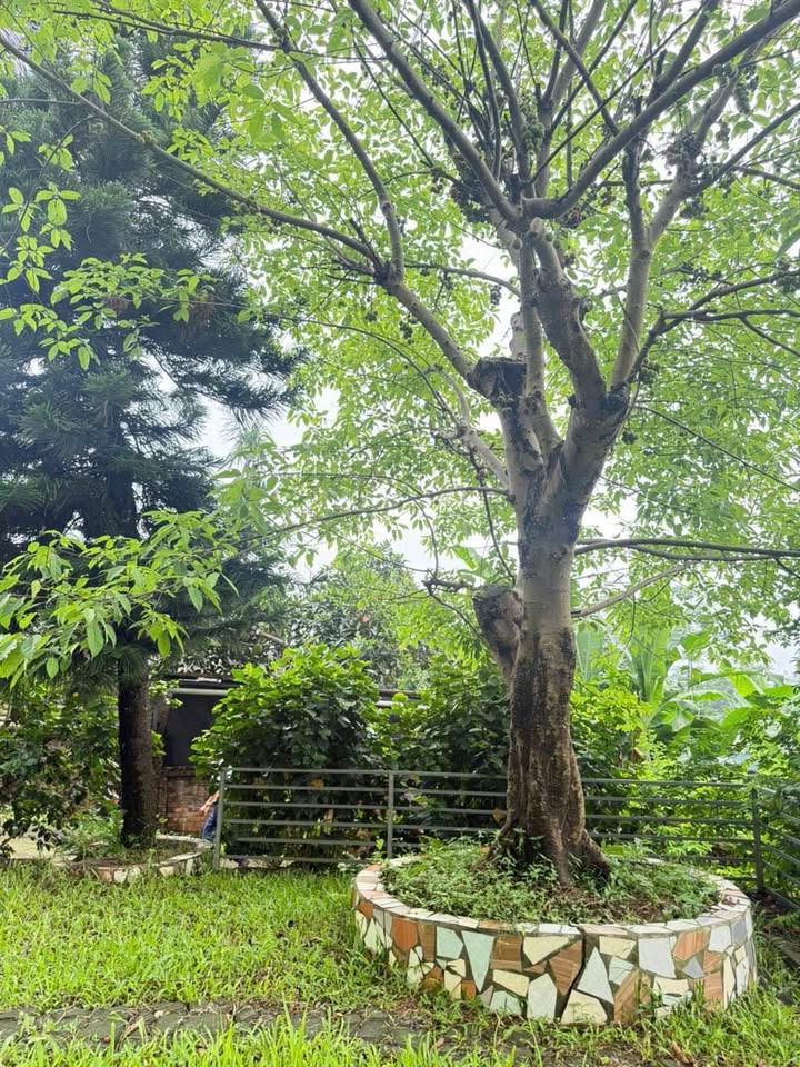 Đất Vườn Quốc gia Ba Vì 4690m2 sát cánh đồng, mặt tiền 24m nở hậu, cơ hội đầu tư sinh lời