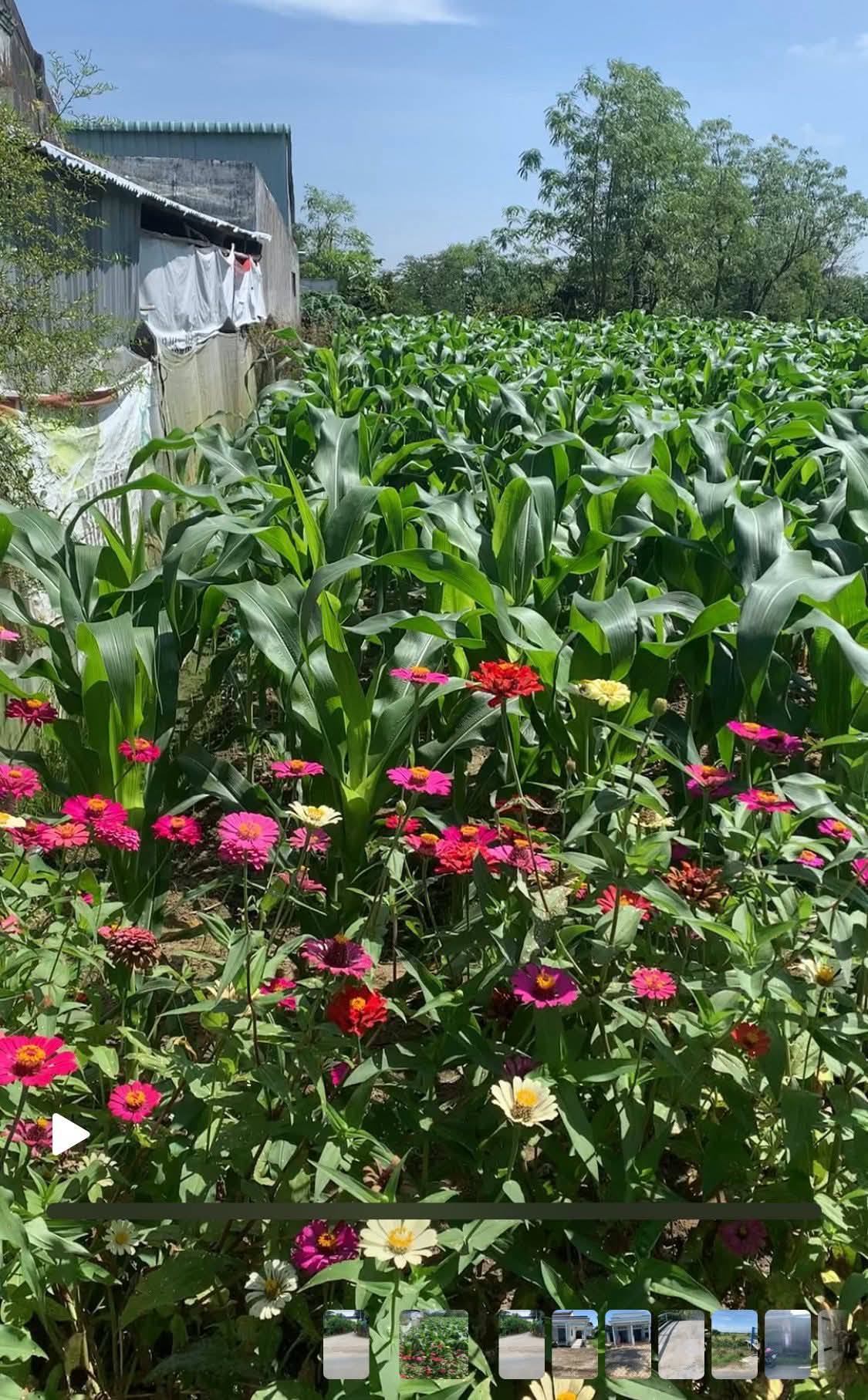 Đất mặt tiền nhựa 6m, gần chợ Giồng Tân, Gò Công Đông, Tiền Giang - Giá 900 triệu