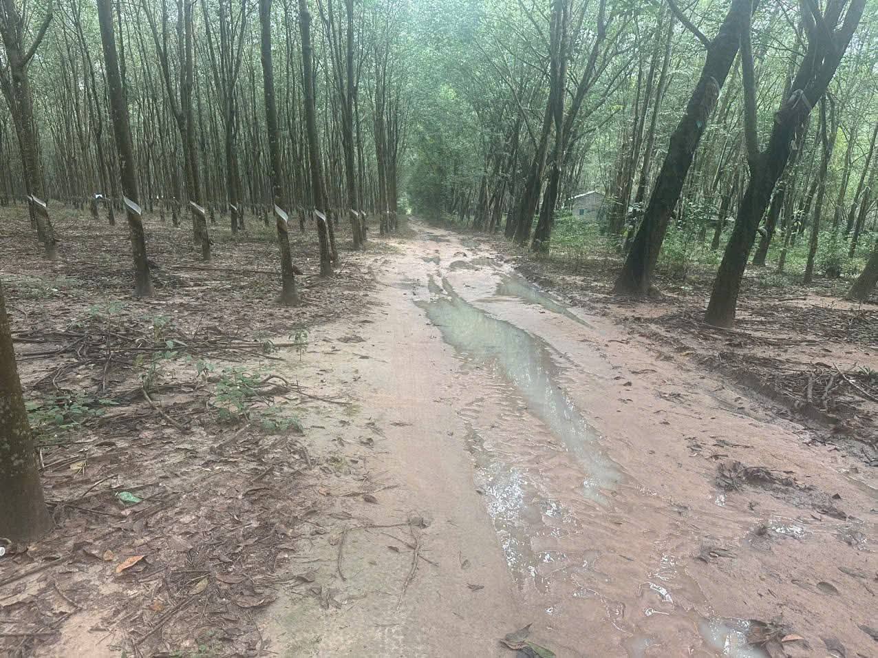 Đất Bình Dương 1,2ha đẹp như tranh, thu hoạch mỏi tay, giá hời 8 tỷ