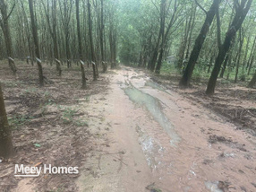 Đất Bình Dương 1,2ha đẹp như tranh, thu hoạch mỏi tay, giá hời 8 tỷ