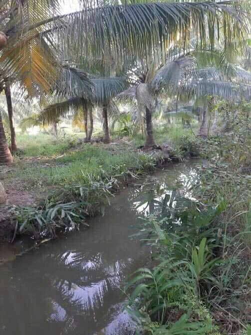 Đất vườn dừa Bến Tre view sông, thu hoạch mỗi ngày, giá 2 tỷ hết đất