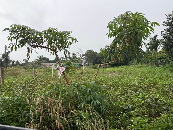 Đất nền dài 52m, giá mềm 990 triệu, vị trí đắc địa tại Kotam Km11