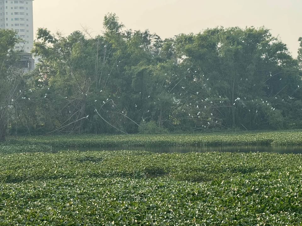 Nhà cấp 4 mới tinh - 62m2 - hướng Đông Nam - gần hồ Hiền Hoa, Trường Lam Sơn