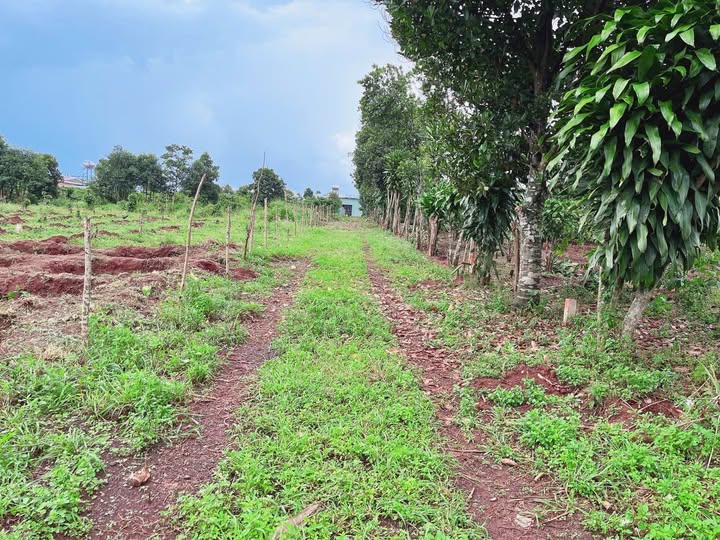 Bán lô đất 5x32m tại làng Dút 1, xã Ia Hrung mới (nay là Ia Sao cũ), tỉnh Gia Lai