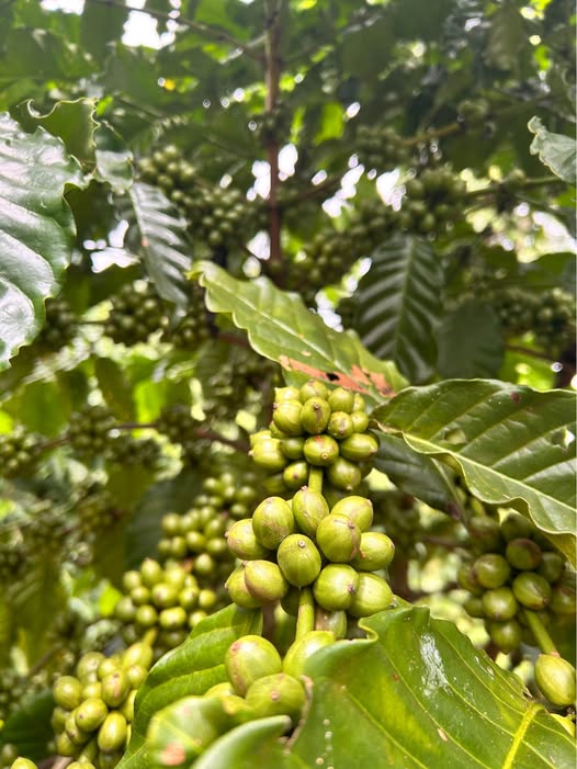 Bán 1ha đất cà phê tại Lâm Đồng, sẵn sàng canh tác