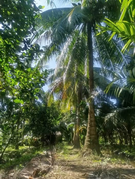 Bán đất vuông vức, cao ráo tại Phong Mỹ, Bến Tre 986m2, chỉ 500 triệu