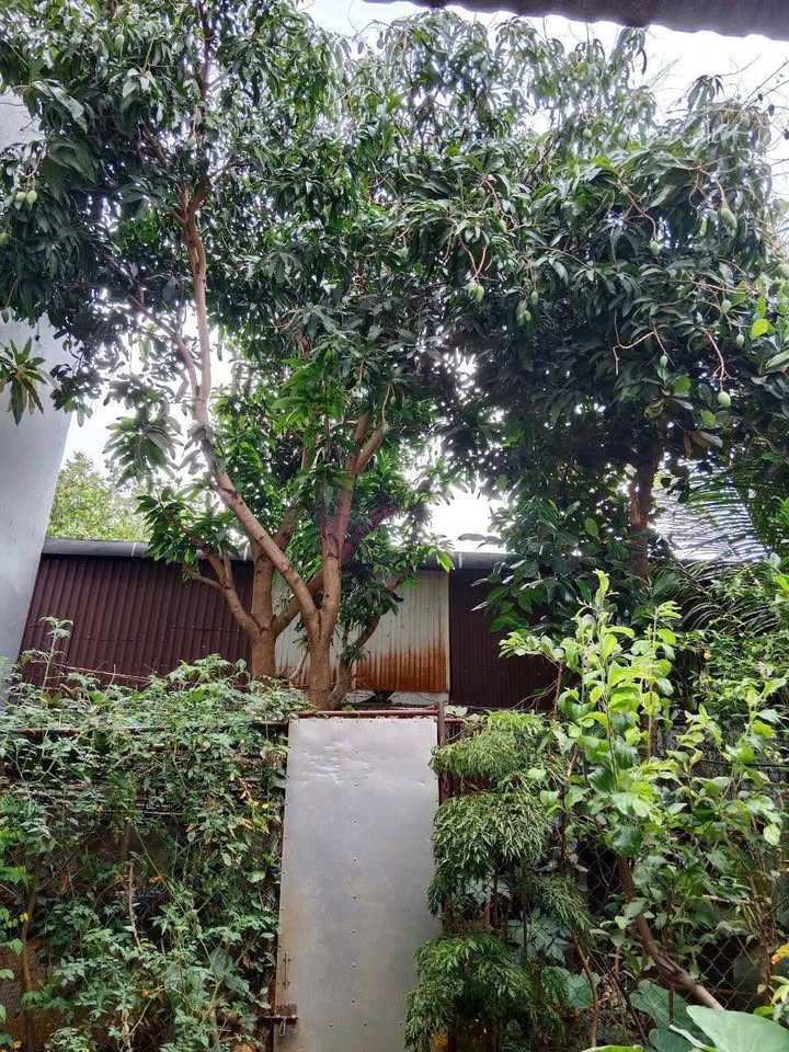 Bán nhà mặt tiền Hùng Vương, kinh doanh sầm uất, giá tốt