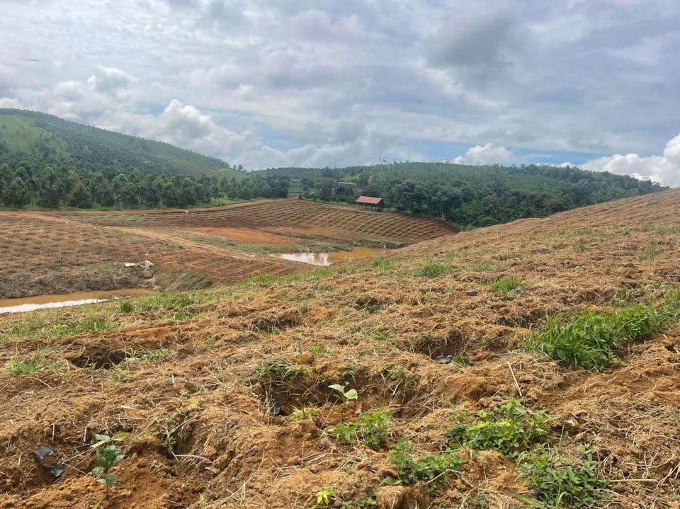 Siêu phẩm 10ha view suối, đồng lúa Quảng Sơn, Đắk Nông, chỉ 10 tỷ