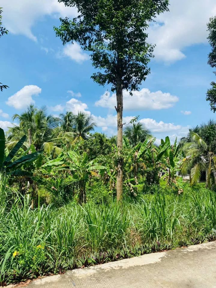 Cần bán gấp hơn 4.7 công đất mặt tiền sông Ba Lai, tọa lạc tại xã Phú Túc, tỉnh Bến Tre