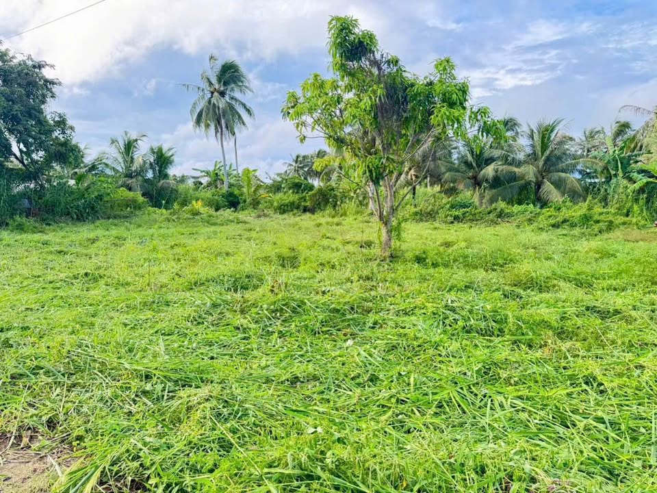 Sở hữu nền thổ cư Cà Mau chỉ với 100 triệu đồng