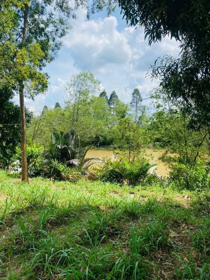 Siêu phẩm đất view sông Ba Lai, Phú Túc, Bến Tre đây rồi