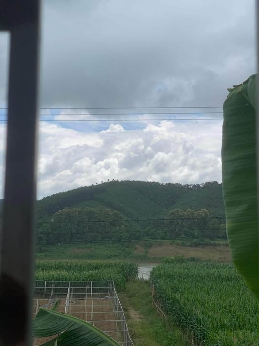 Nhà mới xây, đất rộng mênh mông, vườn keo xanh mướt Tuyên Quang