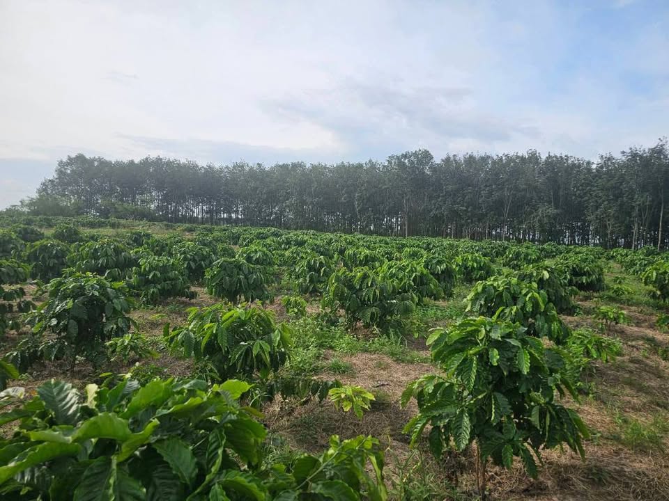 Cần bán 1.6 hecta đất trồng cà phê đẹp, vị trí đắc địa tại thôn 9, xã Eapal, tỉnh Đắk Lắk.