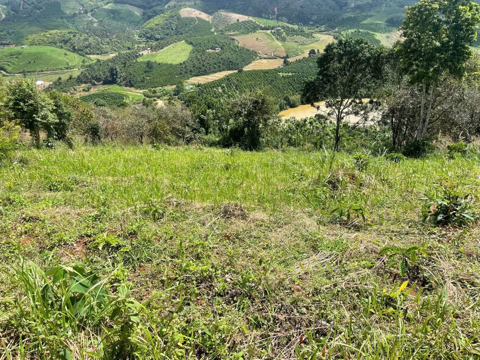 Đất sào 4,4ha view triệu đô, trồng cafe xịn, giá chỉ 650 triệu