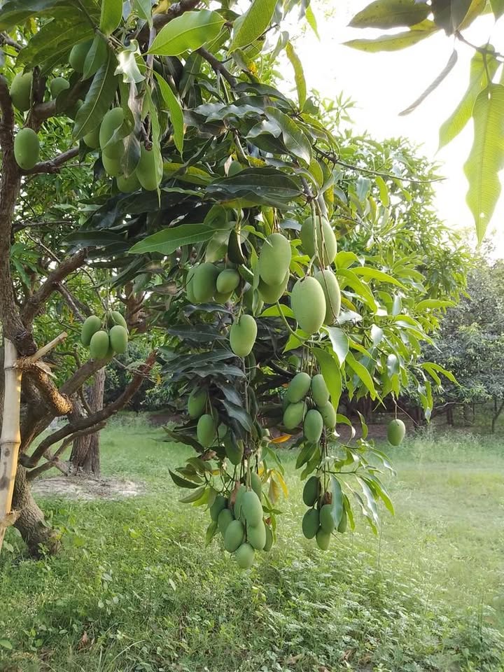 Đất nghỉ dưỡng Định Quán, sổ riêng, 2 mặt tiền đường, giá hời