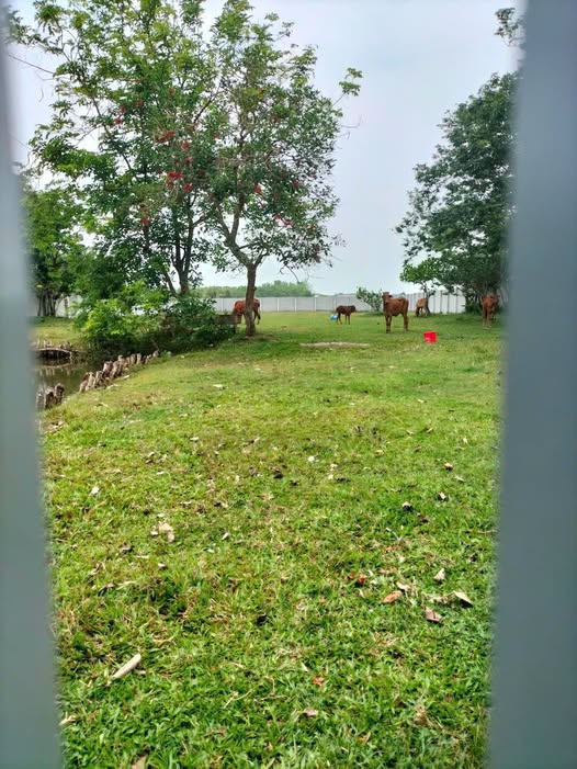 Bán đất tại Trung Lập Hạ, Củ Chi, 3989m2, thoáng mát, sẵn sàng biến thành nhà vườn trong mơ