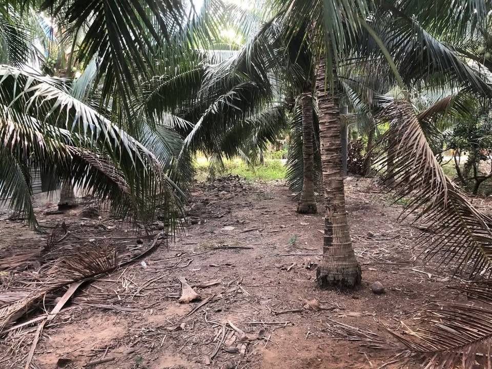 Mảnh đất Vĩnh Long xưa, gần Phú Thuận, tiềm năng sinh lời