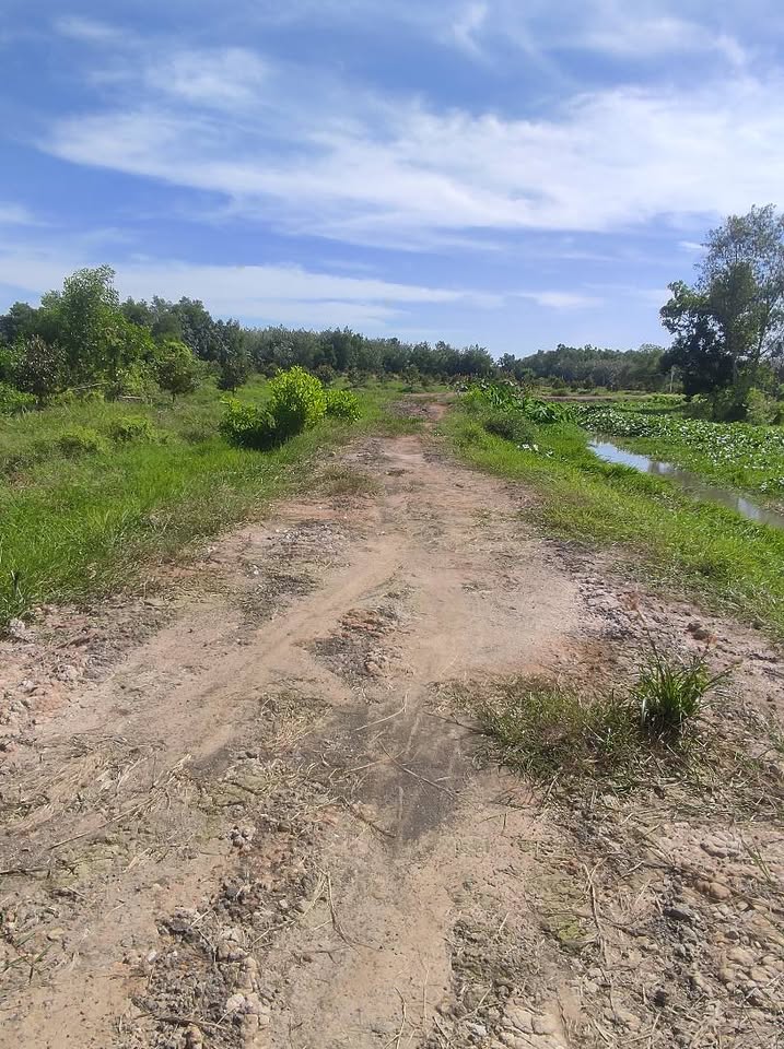 Đất sầu riêng 2 năm tuổi, mặt tiền kênh thoáng đãng, giá chỉ 1.2 tỷ