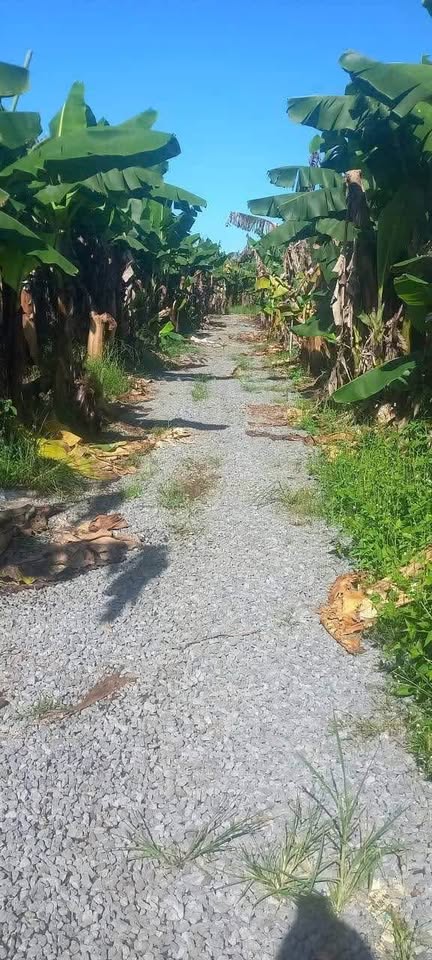 Bán đất vườn lâu năm giá tốt chỉ 450 triệu tại Định Quán, Đồng Nai