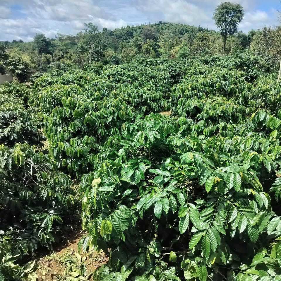 Bán đất rẫy 1ha Đăk Ha, vừa có nhà vừa có cà phê, giá hời