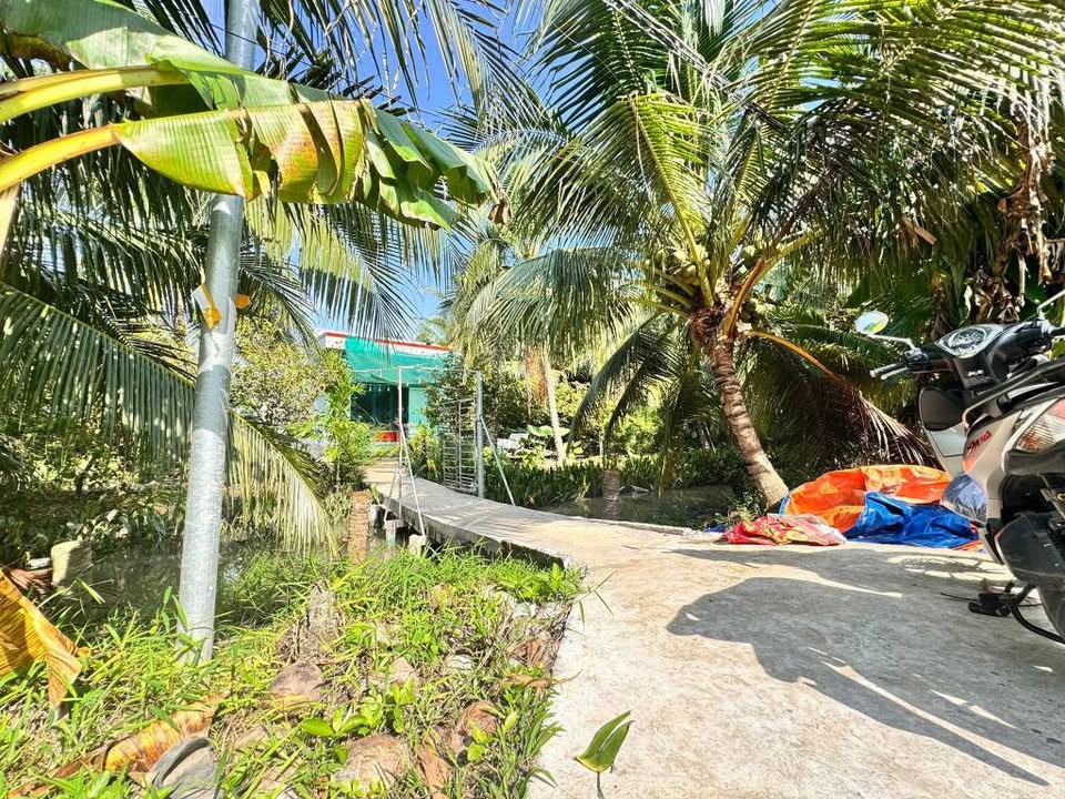 Đất vườn xanh mát kèm nhà kiên cố tại Bến Tre, cơ hội vàng sở hữu 2300m2